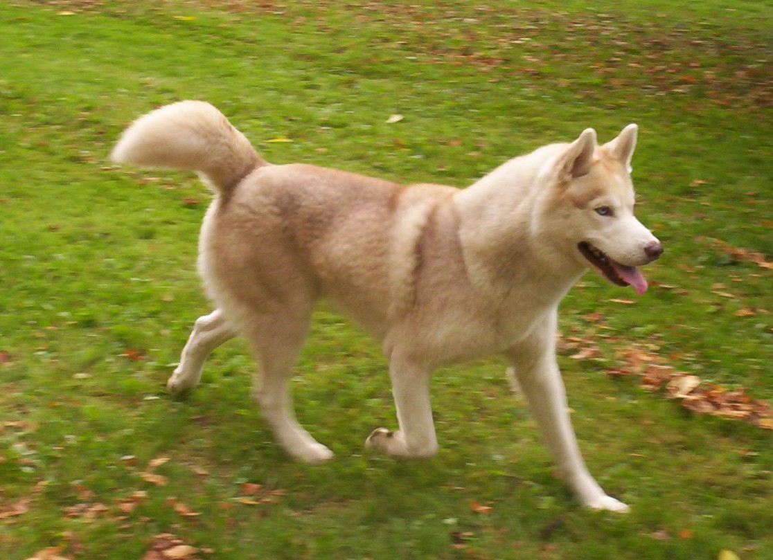 flashaction1.jpg (212772 bytes)