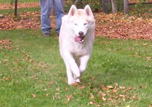 flashaction2.jpg (64226 bytes)