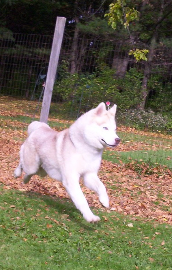 flashaction3.jpg (175342 bytes)