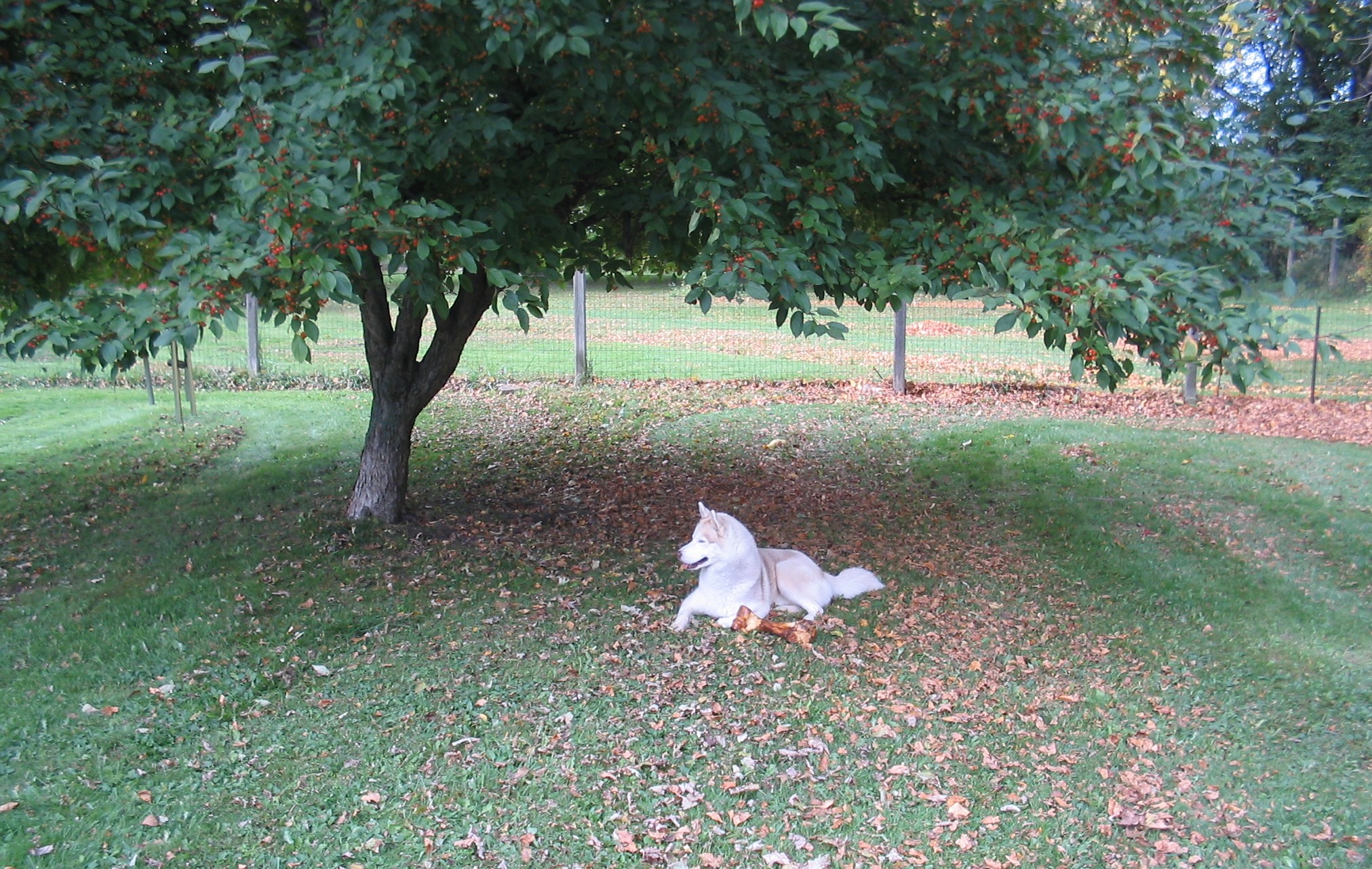 flashaction4.jpg (905172 bytes)