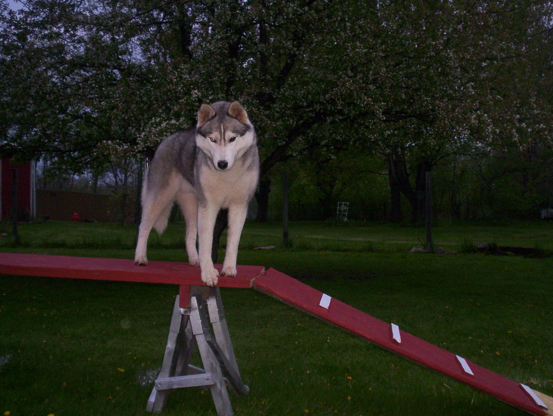 agile 001.jpg (576567 bytes)